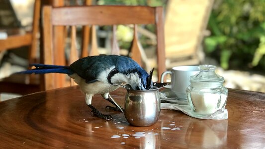 Bird stealing milk in Ometepe | Nicaragua photo