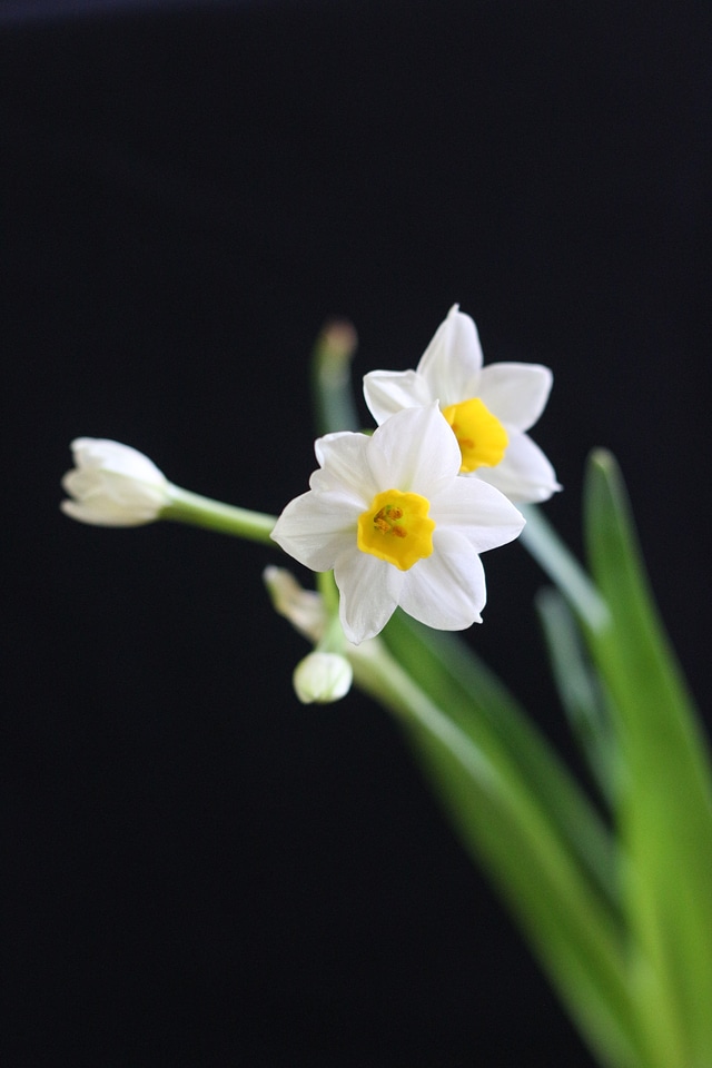 Narcissus white chinese new year