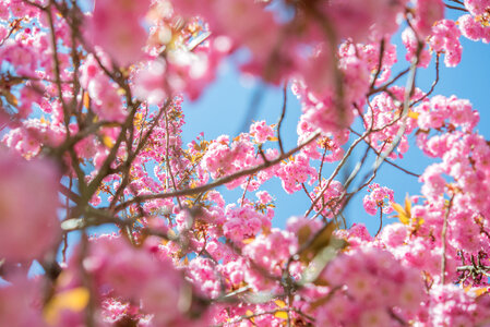 Blossom in the summer