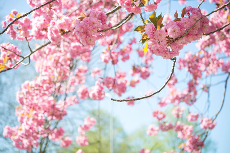 Nice pink blossom