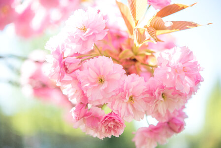 Beautiful pink blossom photo