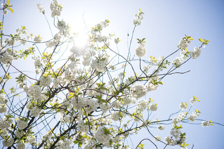 White blossom in the sun photo