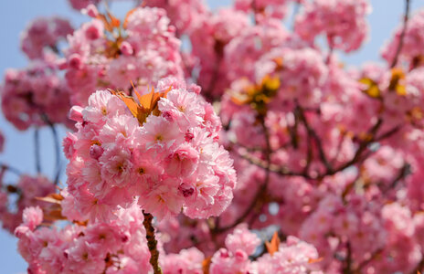Pink blossom photo