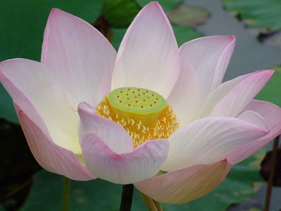 Beautiful plant nature