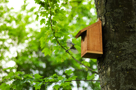 Tit flying to his house photo