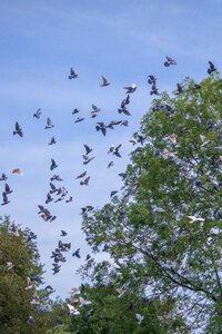 Pigeons in flight photo