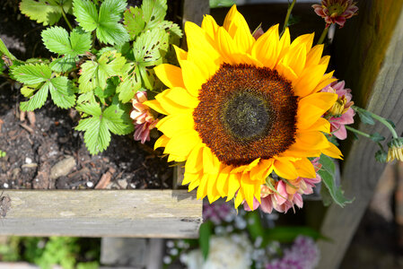 Sunflower in the garden photo