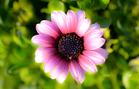 Purple little flower photo
