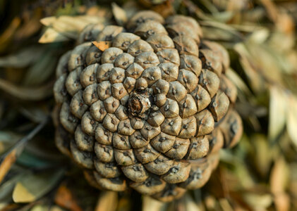 Pine cone photo