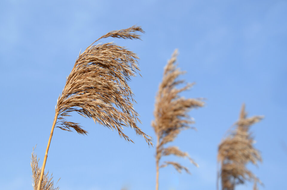 Reed halm and a blue sky