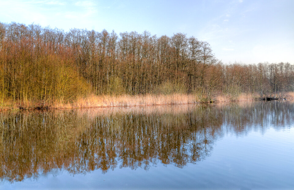 Forest reflection photo