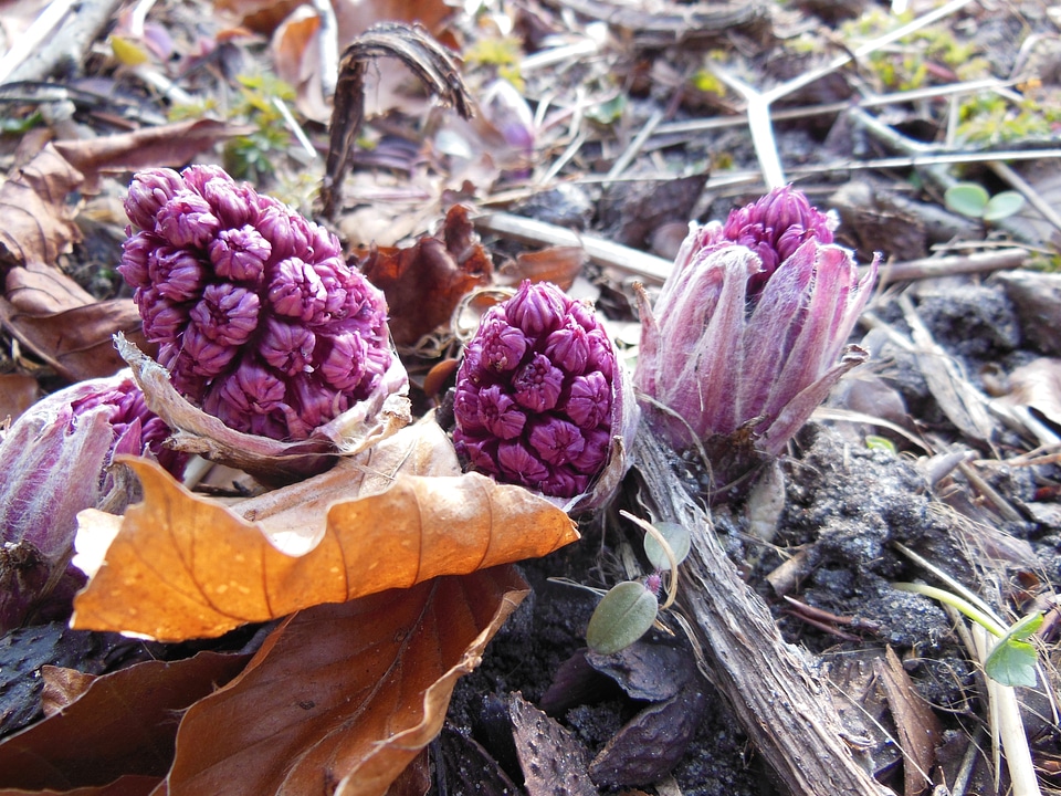Spring butterbur dead leaves