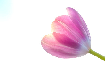 single pink tulip photo