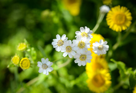 little white flowers photo