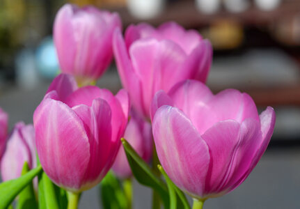 Bouquet of tulips photo