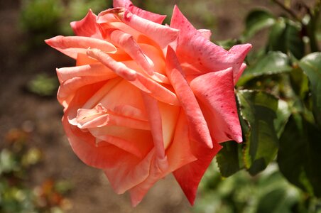 Pink rose in garden photo