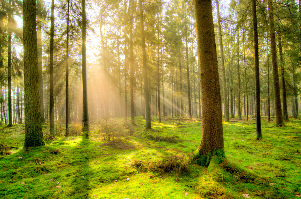 Forest in the early morning photo