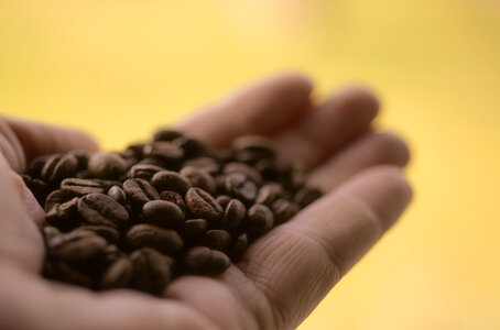 Holding coffee beans photo