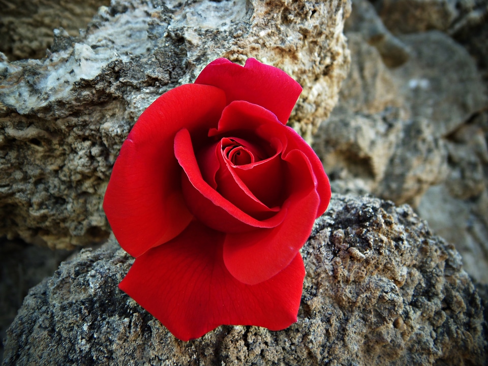 Petals red beautiful