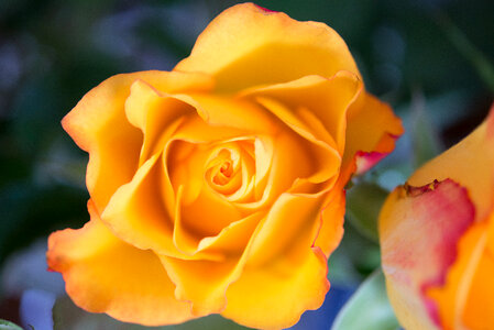 Orange rose