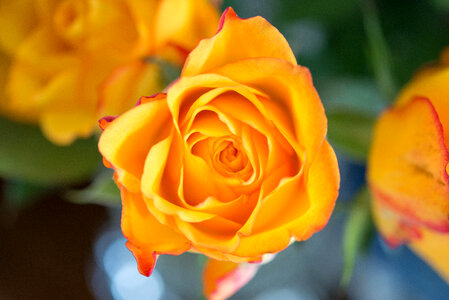 Orange rose photo