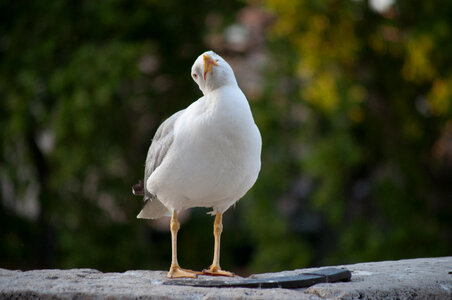 Curious gull photo