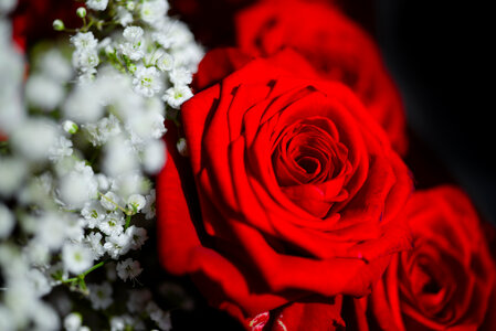 red rose close up photo