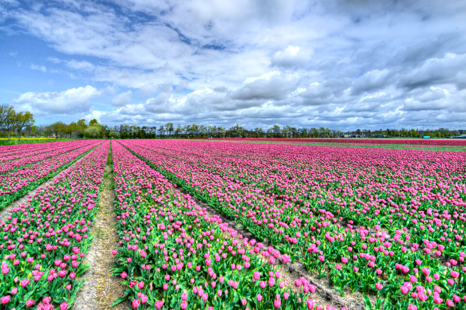 Field with pink tulips