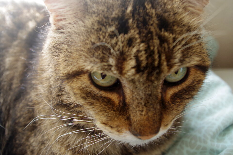 Tabby Closeup photo