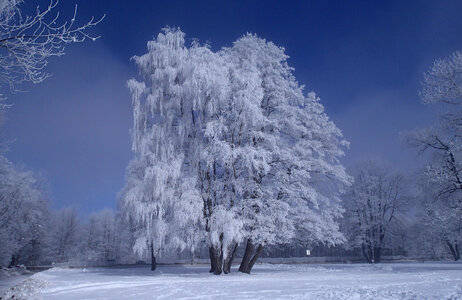 Frozen Tree photo