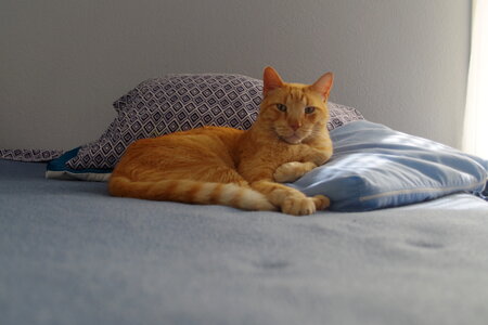 Tabby on Pillows photo