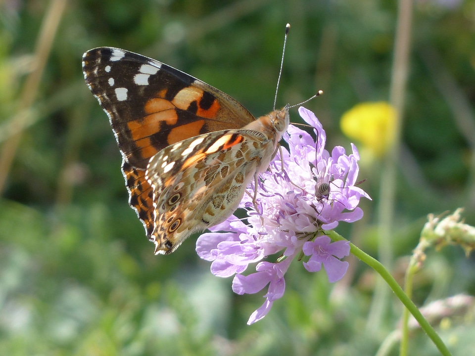 Edelfalter nymphalidae animal