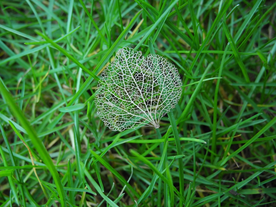 Sheet framework nature transience