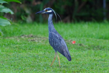 Egret photo