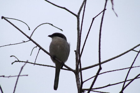 Winter Bird photo