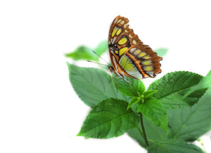 Butterfly sitting on a leaf