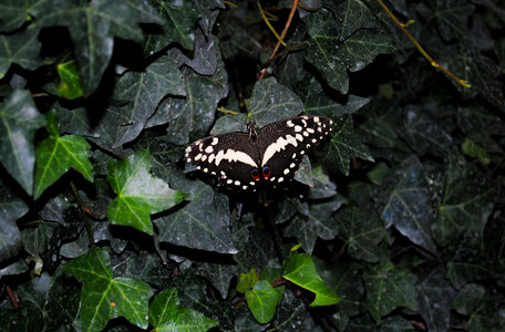 Black butterfly