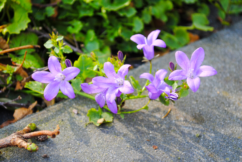 Little purple flowers
