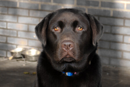 Labrador close up photo