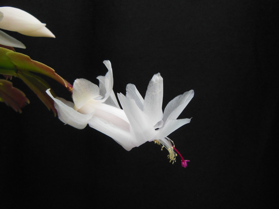 White yellow pink