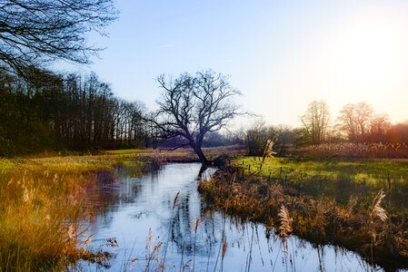 Old tree by the river