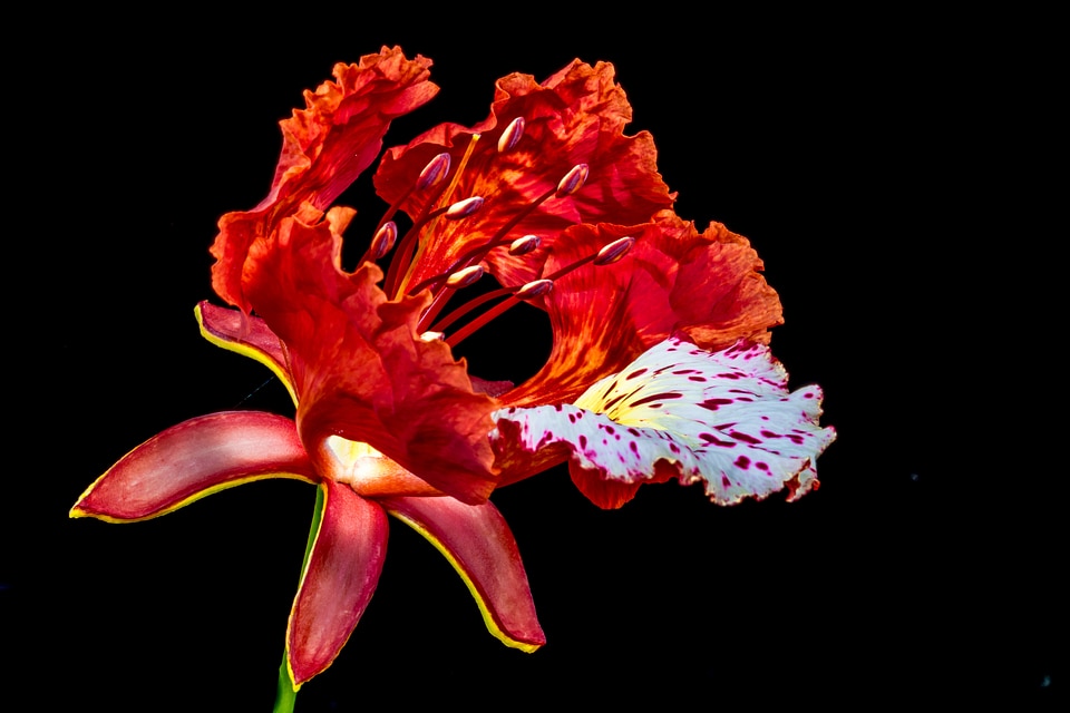 Blossom bloom red