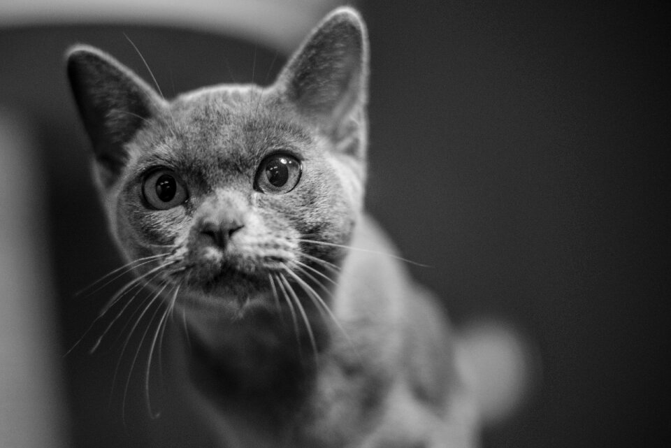 Focus