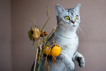 Lovely cat