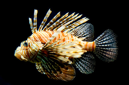 Lionfish close up photo