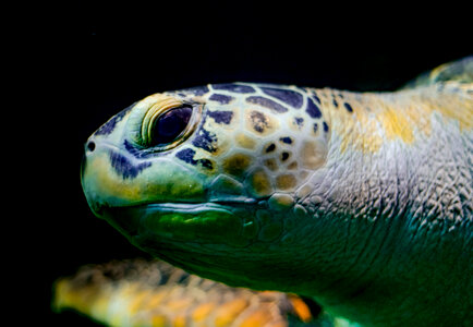 Sea turtle head photo