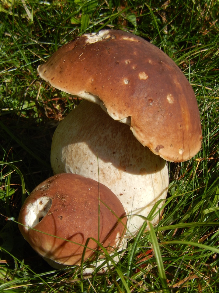 Boletus mushrooms wood