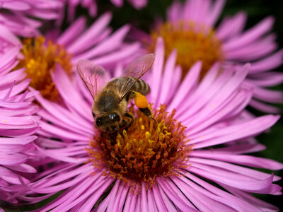 Bee on a Flower photo