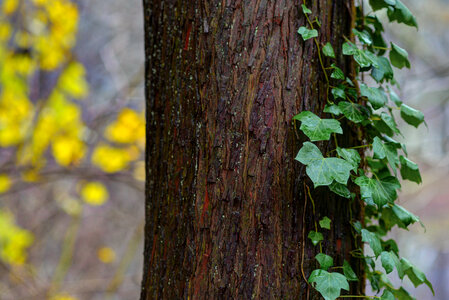 Climbing ivy photo