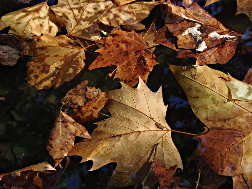 Nature forest trees photo